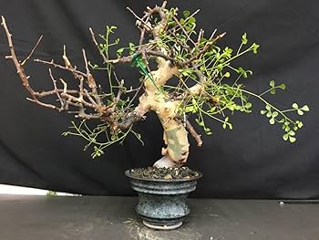 う*す様 K22 コミフォラ ピュア カタフ ソマリア 現地株 良型 下処理済み ㅤ コミフォラ・カタフ（ピュアカタフ）ソマリア産 入荷しました